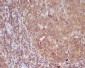 Anti-CD86/B7 2 Rabbit Monoclonal Antibody